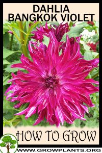 How to grow Dahlia Bangkok violet