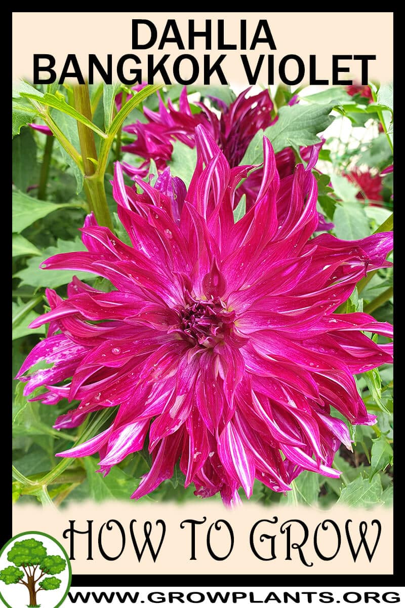 How to grow Dahlia Bangkok violet