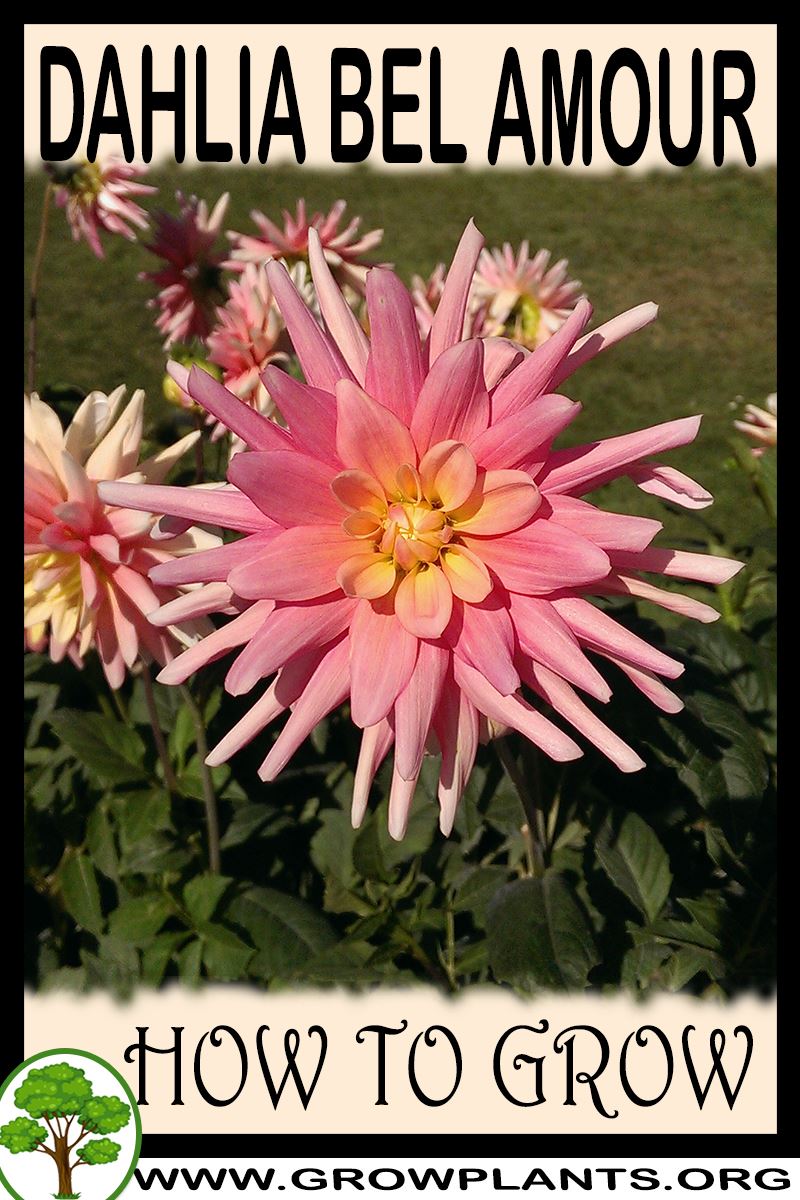 How to grow Dahlia Bel amour