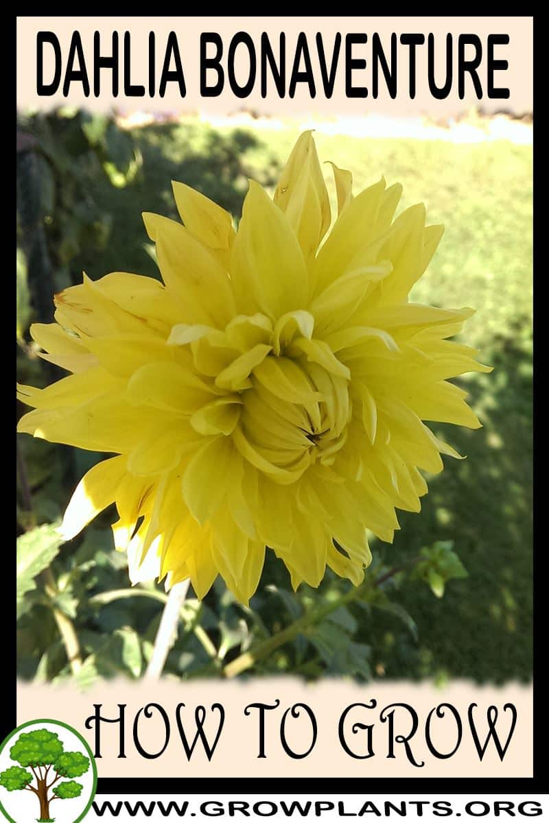 How to grow Dahlia Bonaventure