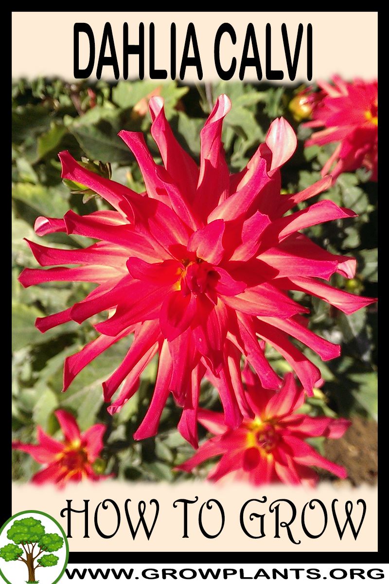 How to grow Dahlia Calvi