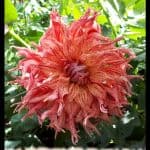Dahlia Cebu