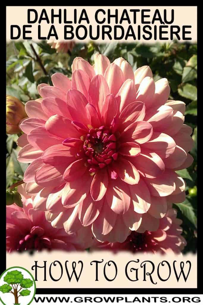 Dahlia Chateau de la bourdaisière