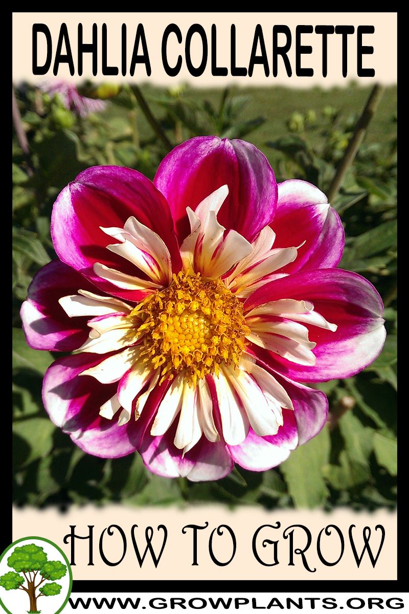 How to grow Dahlia Collarette
