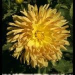 Dahlia Corot