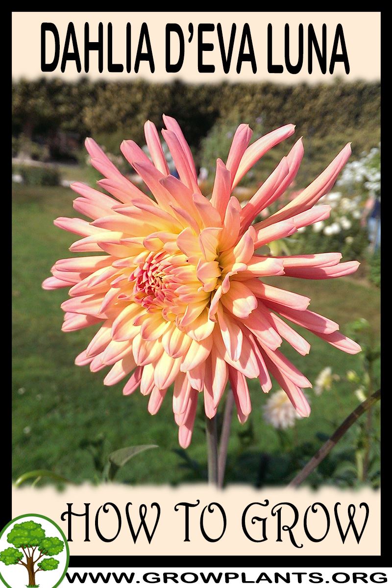 How to grow Dahlia Deva luna