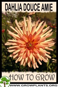 How to grow Dahlia Douce amie