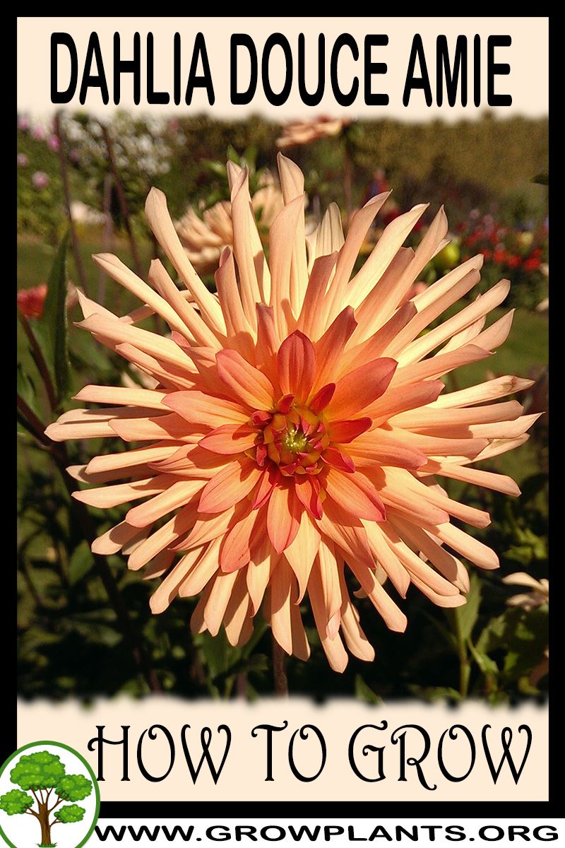 How to grow Dahlia Douce amie