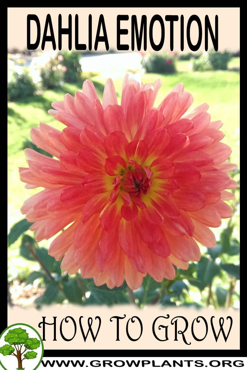 How to grow Dahlia Emotion