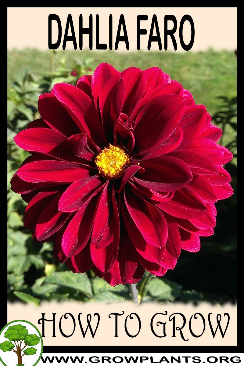 How to grow Dahlia Faro