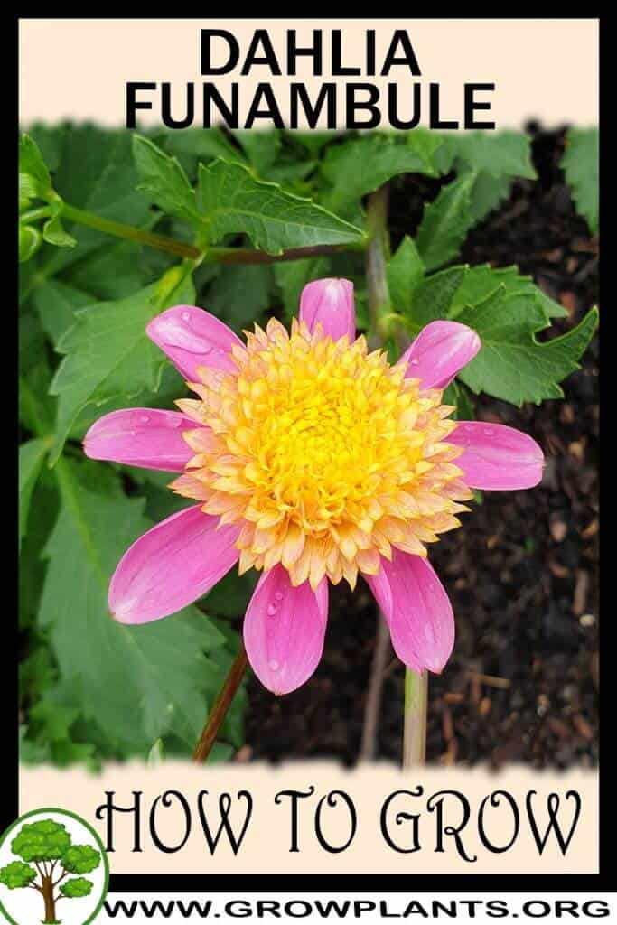 Dahlia Funambule