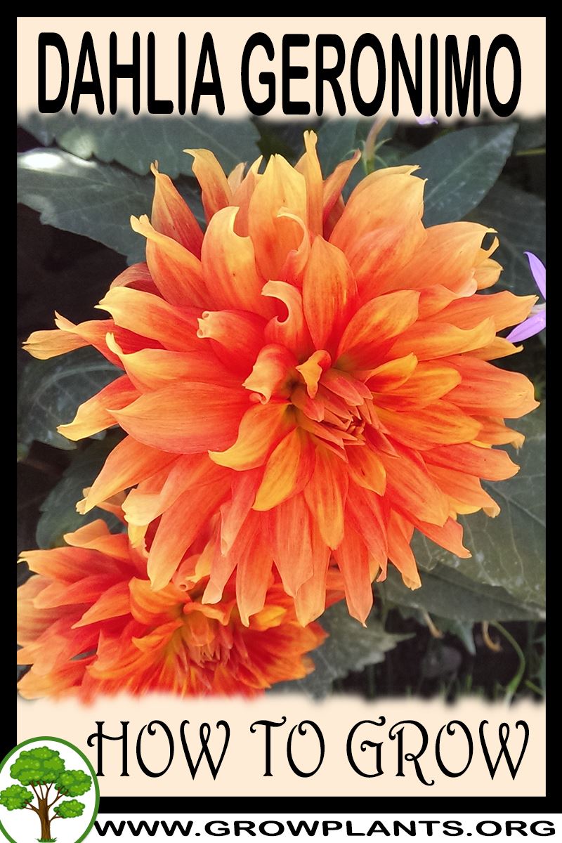 How to grow Dahlia Geronimo