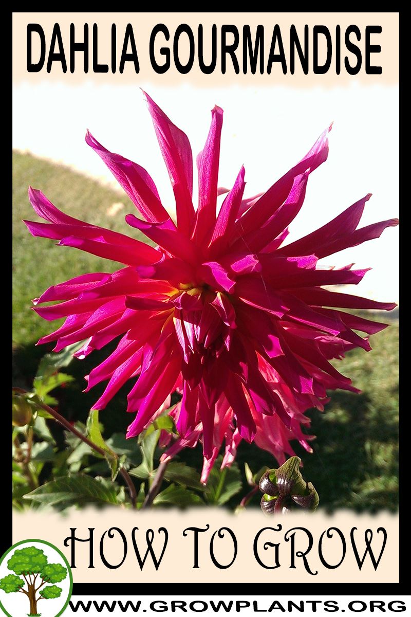 How to grow Dahlia Gourmandise