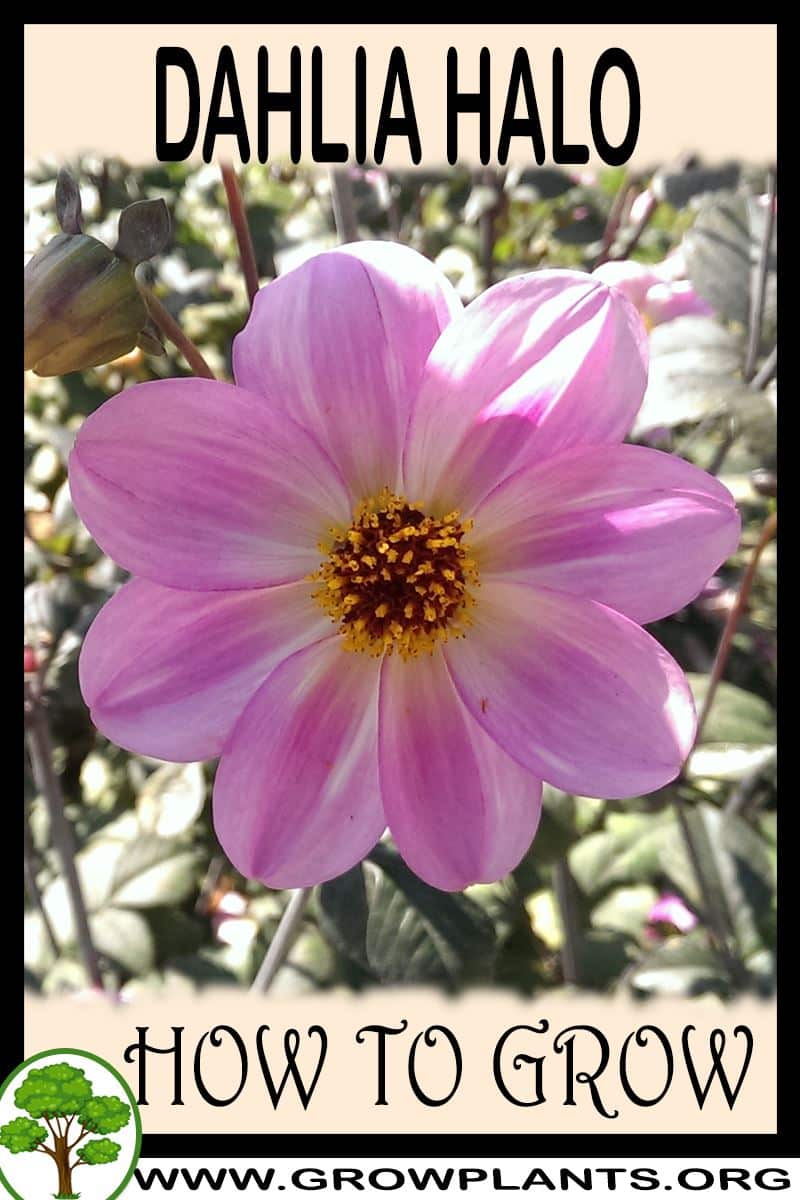 How to grow Dahlia Halo