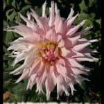 Dahlia Idylle