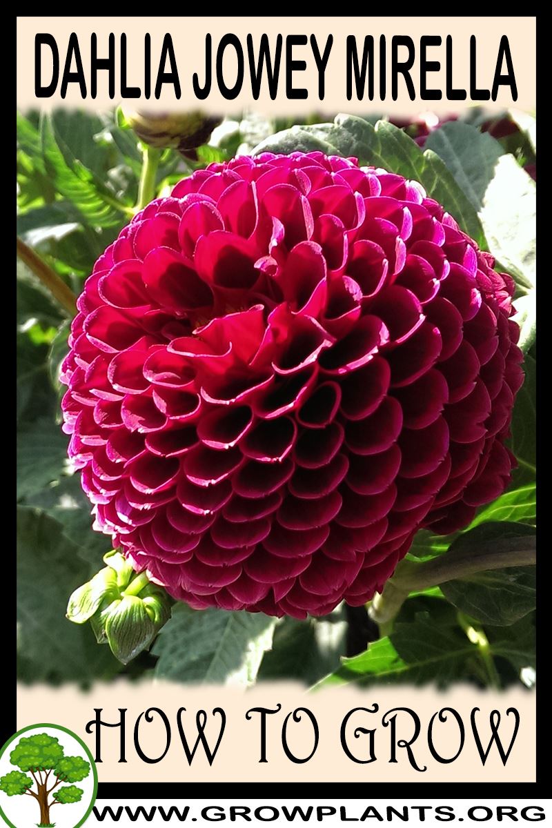 How to grow Dahlia Jowey mirella