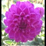 Dahlia Lac pebievals