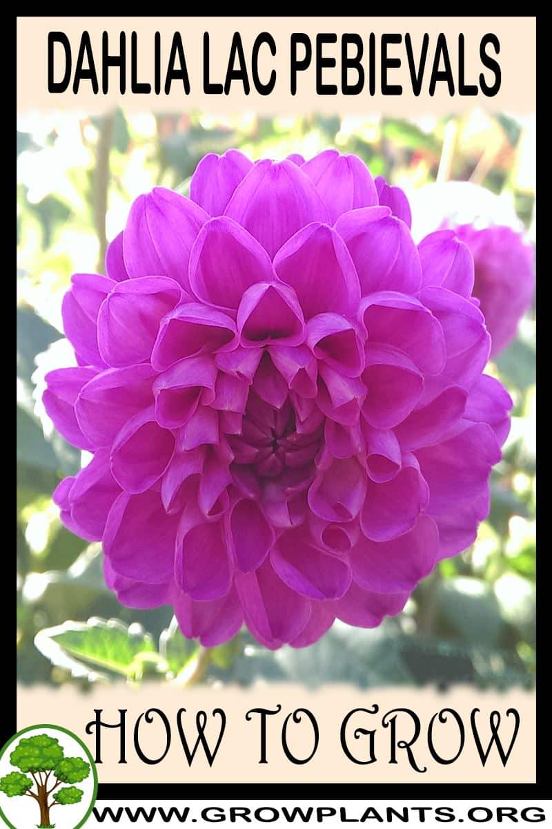 How to grow Dahlia Lac pebievals