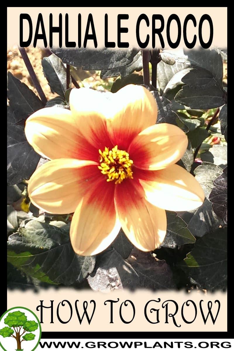 How to grow Dahlia Le croco