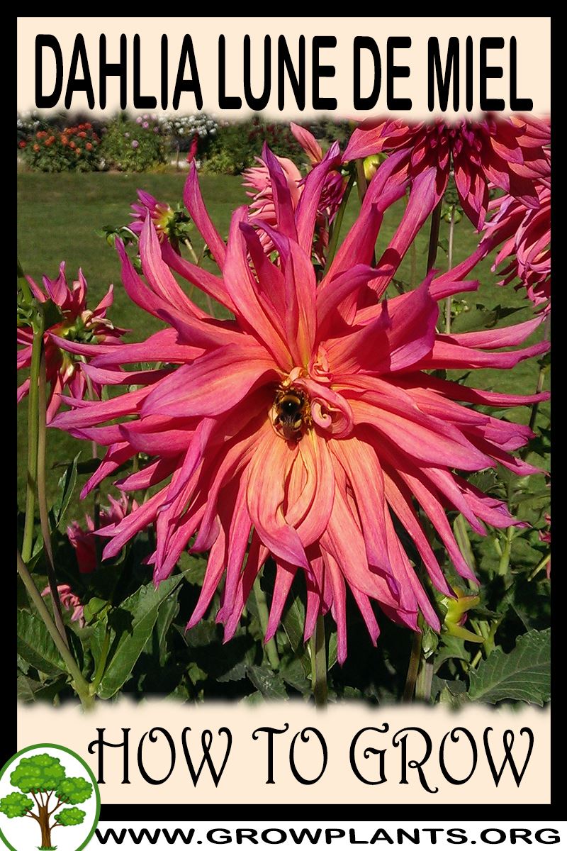 How to grow Dahlia Lune de miel