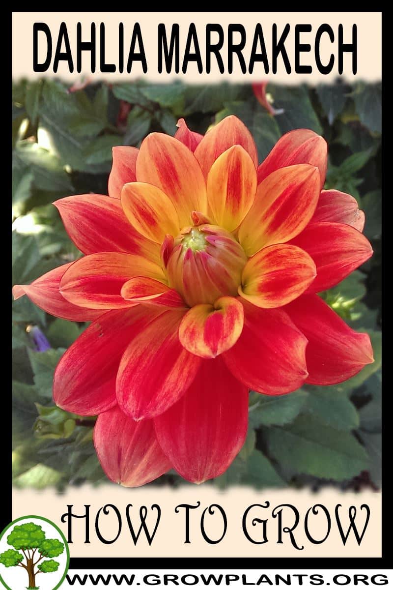How to grow Dahlia Marrakech