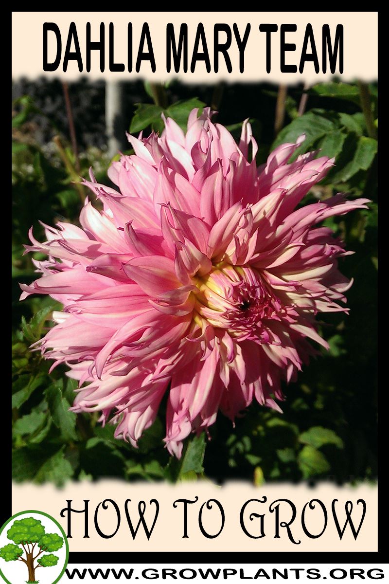 How to grow Dahlia Mary team