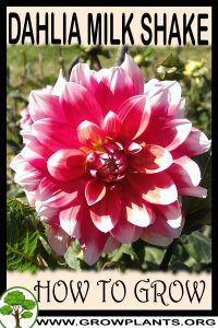 How to grow Dahlia Milk shake