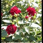 Dahlia Mystere