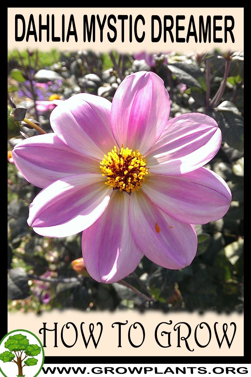 How to grow Dahlia Mystic dreamer
