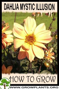 How to grow Dahlia Mystic illusion