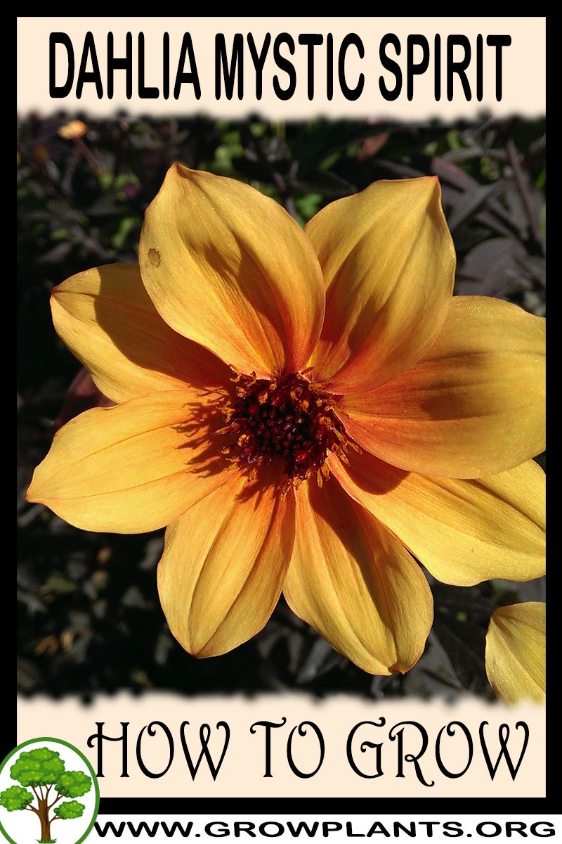How to grow Dahlia Mystic spirit