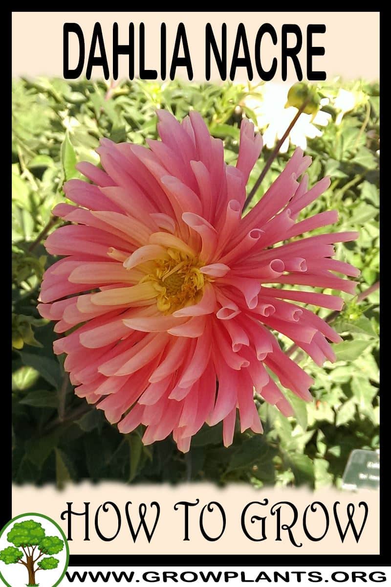 How to grow Dahlia Nacre