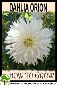 How to grow Dahlia Orion