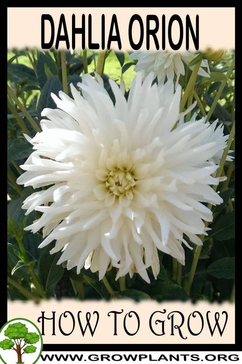 How to grow Dahlia Orion