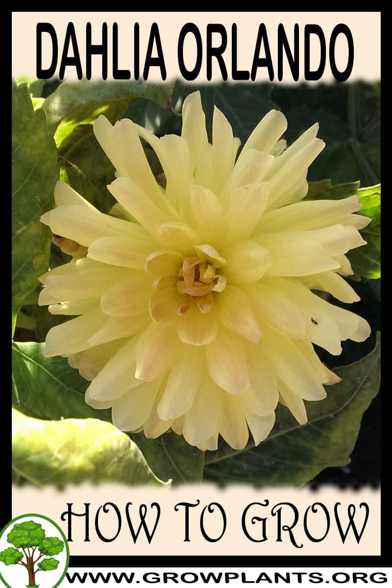 How to grow Dahlia Orlando
