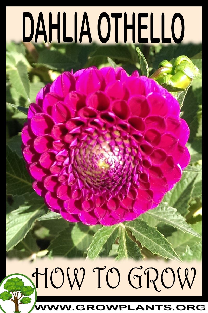 How to grow Dahlia Othello