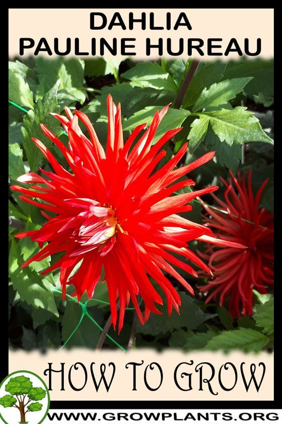 How to grow Dahlia Pauline hureau