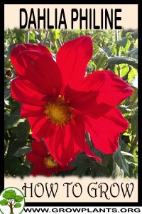 How to grow Dahlia Philine