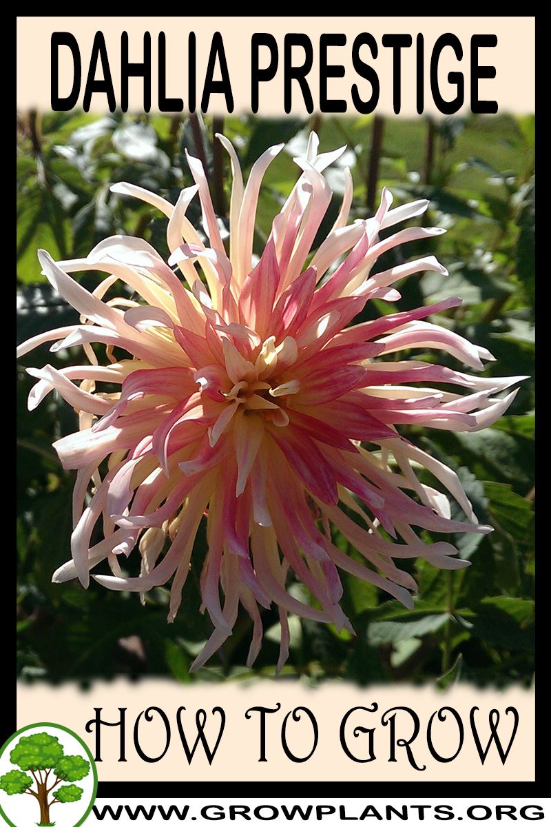 How to grow Dahlia Prestige