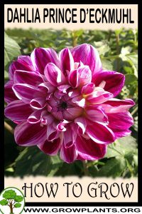How to grow Dahlia Prince deckmuhl