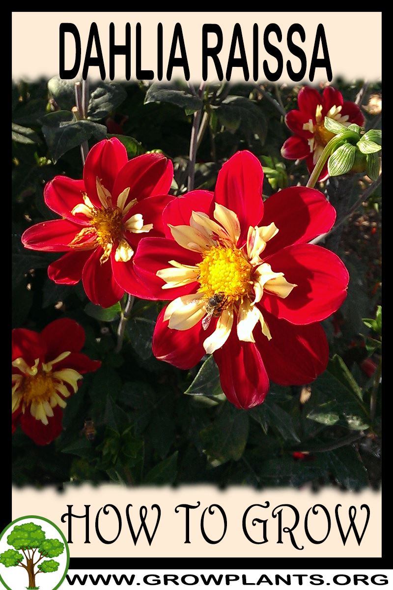 How to grow Dahlia Raissa