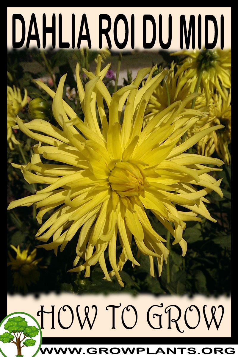 How to grow Dahlia Roi du midi