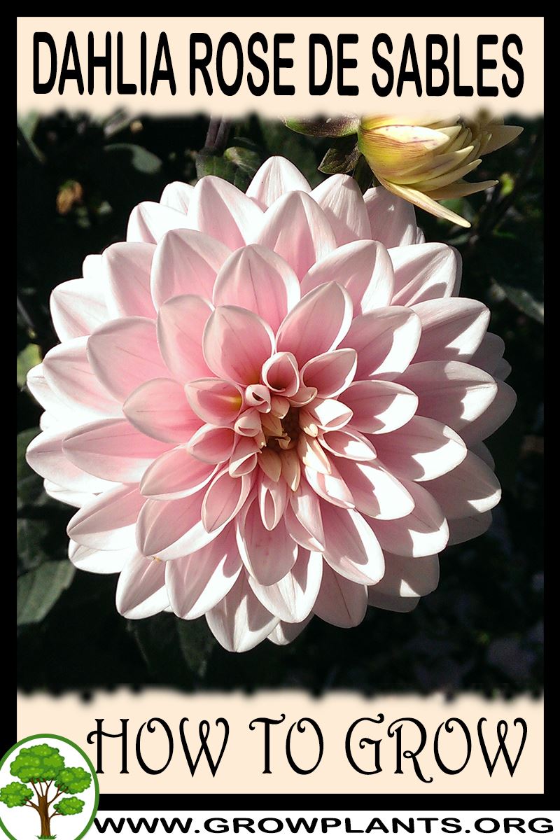How to grow Dahlia Rose de sables