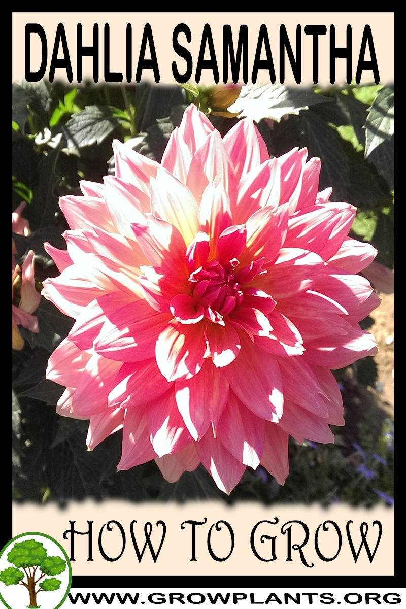 How to grow Dahlia Samantha
