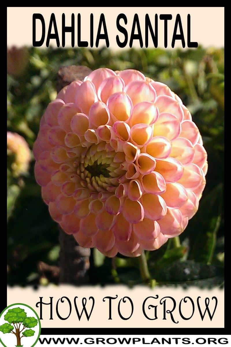 Dahlia Santal How to grow & care