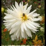 Dahlia Semi cactus