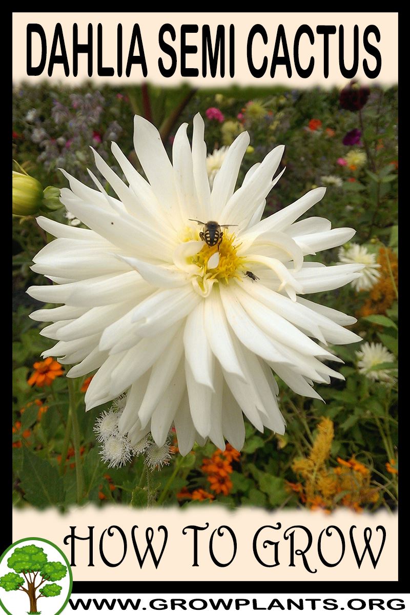 How to grow Dahlia Semi cactus