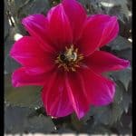 Dahlia Simply red