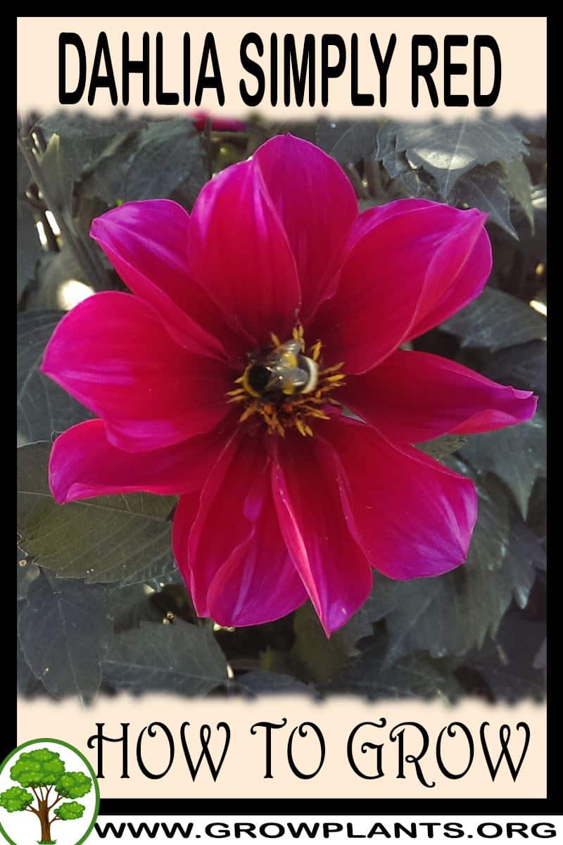 How to grow Dahlia Simply red