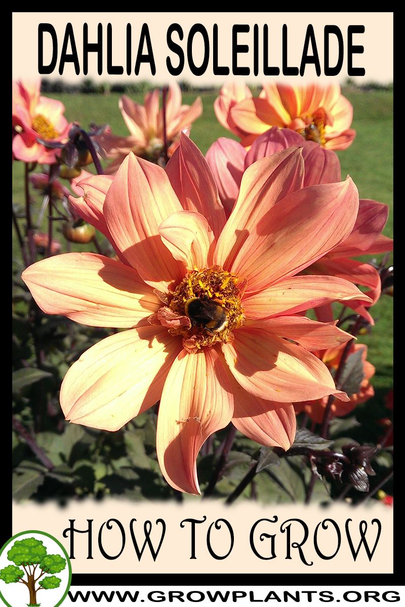 How to grow Dahlia Soleillade